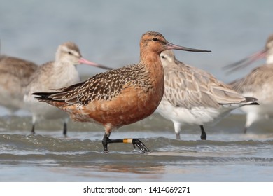 Bar Tailed Godwit In Australasia