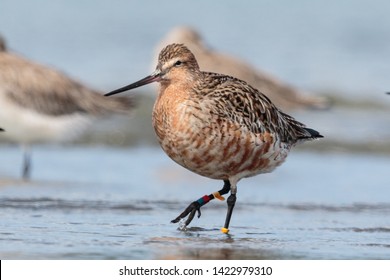 Bar Tailed Godwit In Australasia