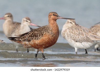 Bar Tailed Godwit In Australasia