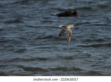 Bar Tailed Godwit Flies Over The Sea