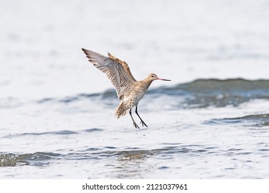 Bar Tailed Godwit Landing In Japan