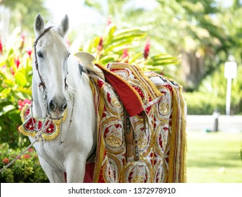 Baraat Wedding White Horse