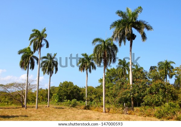 Baracoa Cuba Royal Palm Trees Natural Stock Photo 147000593 | Shutterstock