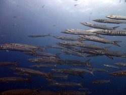 Baracuda Fish - Is A Common Species Of Barracuda, Large, Predatory Ray-finned Fish Found In Subtropical Oceans Around The World.