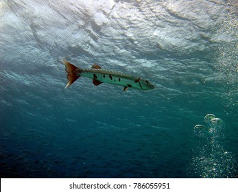 barakuda fish diving
