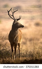 Barasingha