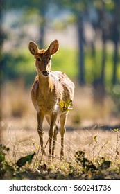 Barasingha Female