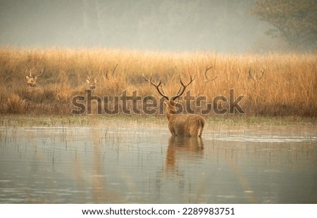 Barasingha or the hard ground swamp deer in its natural habitat