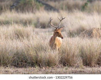 Barasingha In The Jungle