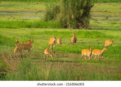 Barasingha Or Rucervus Duvaucelii Or Swamp Deer Family In Group A Elusive And Vulnerable Animal In Landscape Of Chuka Ecotourism Or Pilibhit National Park Terai Forest Reserve Uttar Pradesh India Asia