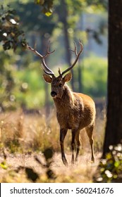 Barasingha Stag