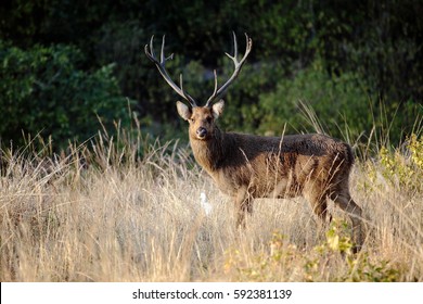 Barasingha Or Swamp Deer Male