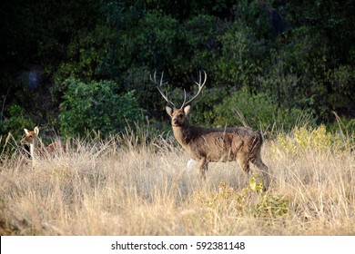 Barasingha Or Swamp Deer Male