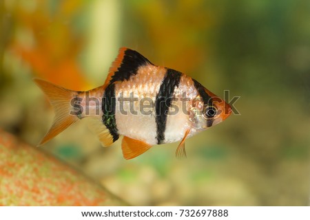 barb in the aquarium closeup (Puntigrus tetrazona)