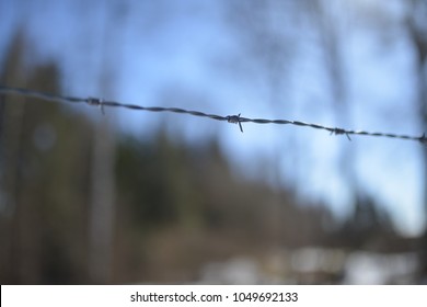 Barb wire with diffuse forest background.