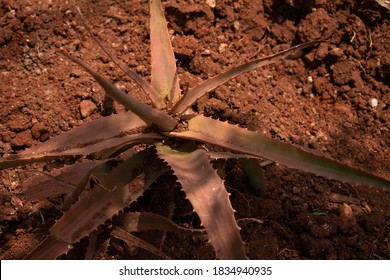 Barbados Aloe Rooted In The Ground 