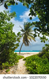 Barbados Beach Palm Tree