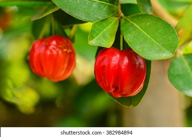 Barbados Cherry On Tree