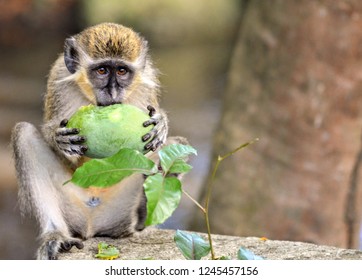 Barbados Green Monkey on the West Coast