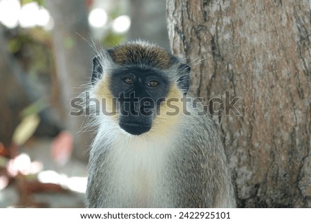 Barbados green monkey with sad face sitting next to a tree                               