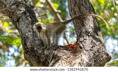 Barbados green monkey in a tree