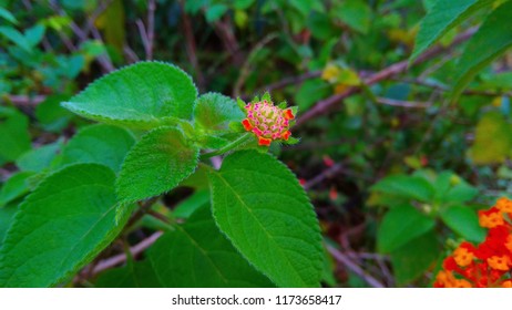 Barbados Nut Flowers