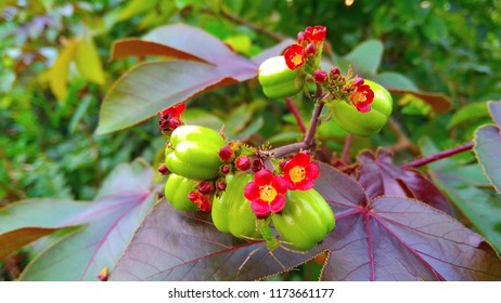 Barbados Nut Flowers