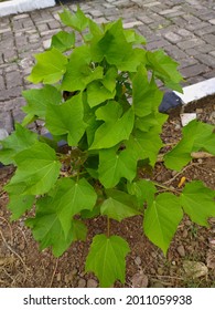 Barbados Nut Plant In The Garden