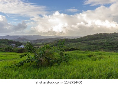 Barbados View From Morgan Lewis Plantation