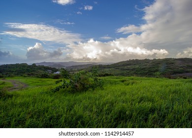 Barbados View From Morgan Lewis Plantation