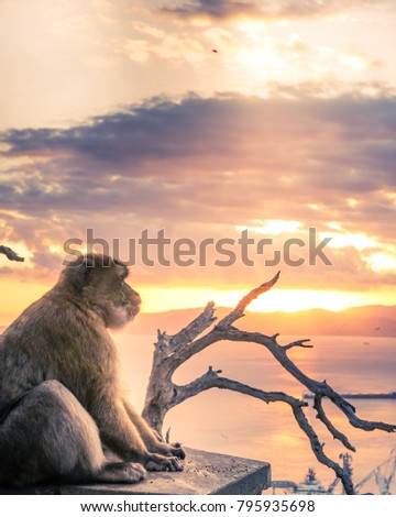 A Barbary Ape enjoying the sunset over the bay of Gibraltar