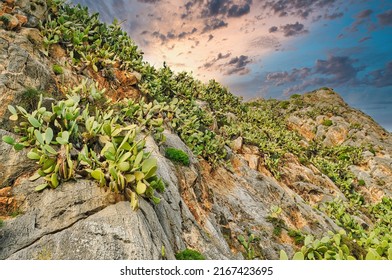 Barbary Fig In Nafplio Town Of Greece