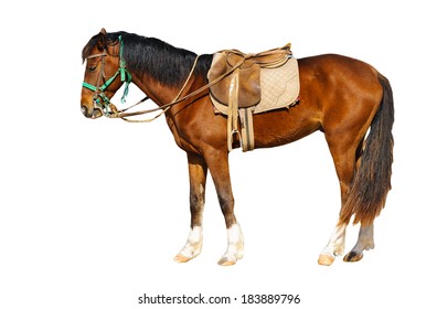 Barbary Horse Under Saddle, Morocco
