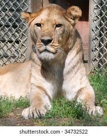 Barbary Lion 2