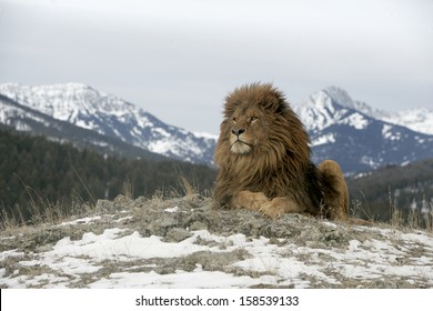 Barbary Lion, Panthera Leo Leo, Captive 