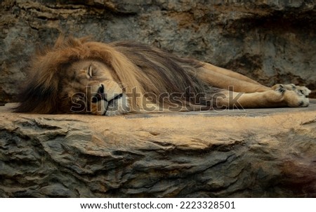 Barbary lion sleeping on the stone