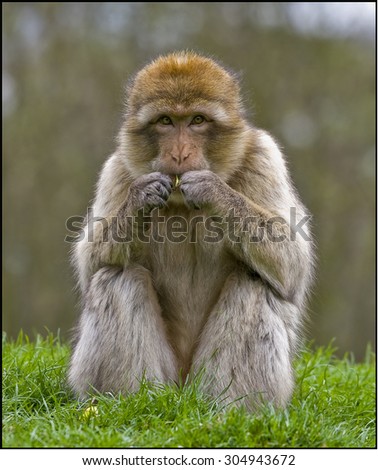 Similar – Image, Stock Photo Who stole the coconut?