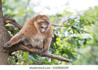 Barbary macaque ape, angry rhesus monkey on a tree wildlife of North Africa, habitat rainforest jungle - Powered by Shutterstock