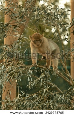 The Barbary macaque, Barbary ape (Macaca sylvanus).