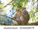 Barbary macaque ape, rhesus monkey, wildlife of North Africa, habitat jungle, couple rainforest