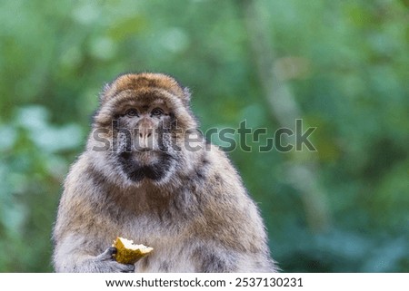 Barbary macaque facing the camera whilst eating crunchy fruit.