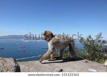 A barbary macaque at the Gibraltar Cable Car top station