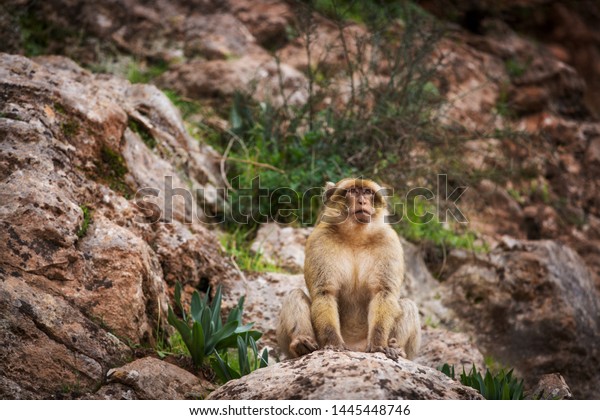 Barbary macaque leader sits on a rock and looks\
into the distance