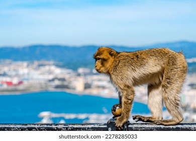 Barbary Macaque (Macaca Sylvanus) ape. Gibraltar, United Kingdom. Selective focus
