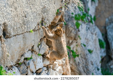 Barbary Macaque (Macaca Sylvanus) ape. Gibraltar, United Kingdom. Selective focus