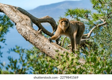 Barbary Macaque (Macaca Sylvanus) ape. Gibraltar, United Kingdom. Selective focus