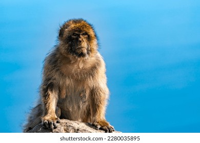 Barbary Macaque (Macaca Sylvanus) ape. Gibraltar, United Kingdom. Selective focus