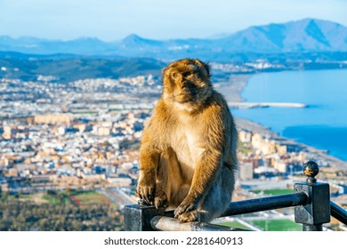 Barbary Macaque (Macaca Sylvanus) ape, Gibraltar, United Kingdom. Selective focus