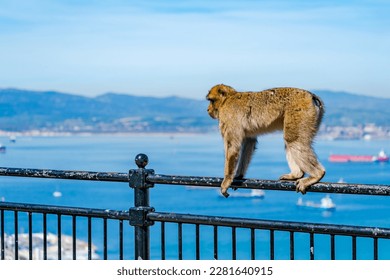 Barbary Macaque (Macaca Sylvanus) ape. Gibraltar, United Kingdom. Selective focus