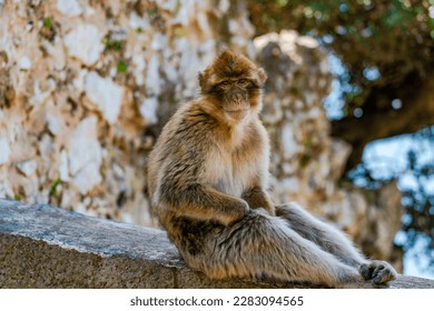 Barbary Macaque (Macaca Sylvanus) ape. Gibraltar, United Kingdom. Selective focus